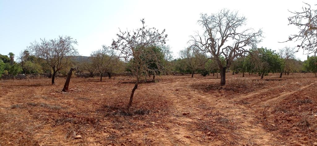 Large plot between Cas Concos and Santanyi --- T 22 CM