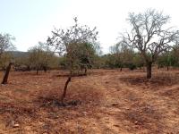 Large plot between Cas Concos and Santanyi --- T 22 CM