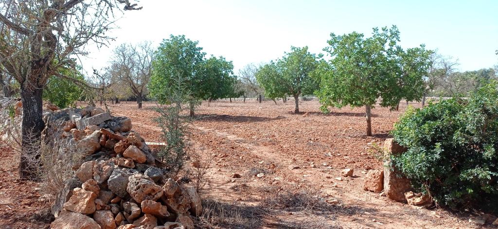 Large plot between Cas Concos and Santanyi --- T 22 CM