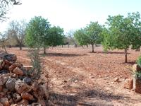 Large plot between Cas Concos and Santanyi --- T 22 CM