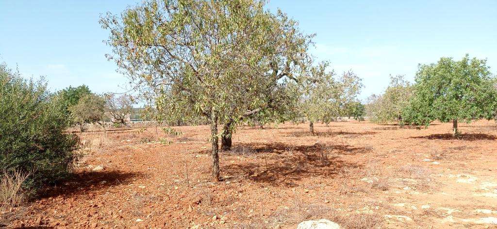 Large plot between Cas Concos and Santanyi --- T 22 CM