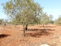 Large plot between Cas Concos and Santanyi --- T 22 CM