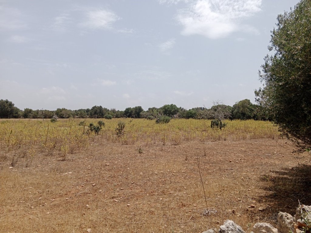 Plot with building permit in Ses Salines