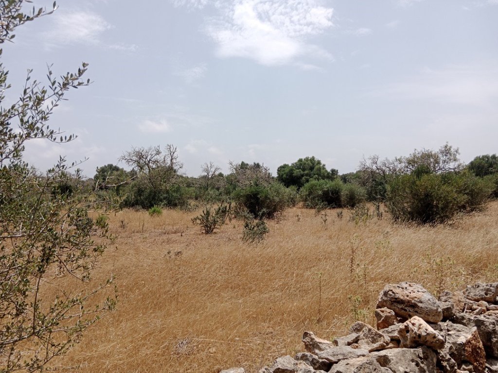 Plot with building permit in Ses Salines