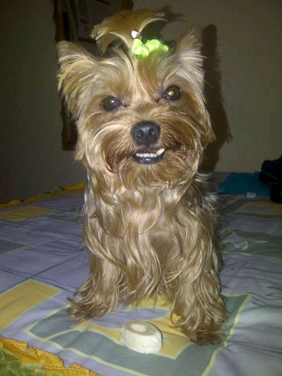 Haustierbetreuung bei Ihnen zu Hause und grundlegende Hundepflege