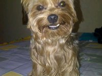 Haustierbetreuung bei Ihnen zu Hause und grundlegende Hundepflege