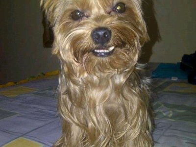 Haustierbetreuung bei Ihnen zu Hause und grundlegende Hundepflege