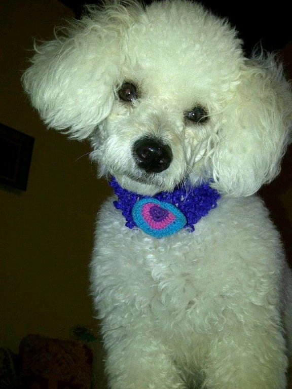 Haustierbetreuung bei Ihnen zu Hause und grundlegende Hundepflege