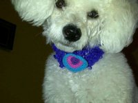 Haustierbetreuung bei Ihnen zu Hause und grundlegende Hundepflege