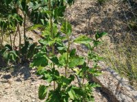 Hibiscus different color