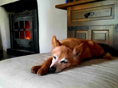 Dog care Dogsitting Holiday care for dogs