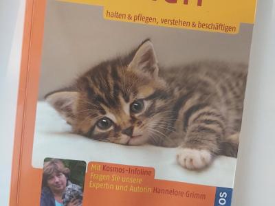 Gatito: Mantener y Nutrir, Entender y Ocupar