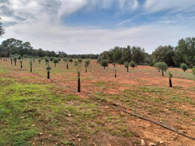 LLUCMAJOR: Traumhaftes Baugrundstück 66.000 m2 mit Baugenehmigung, inkl. Olivenhain und Weinstöcken