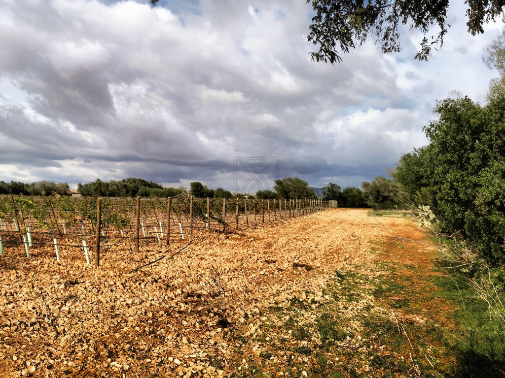 LLUCMAJOR: Traumhaftes Baugrundstück 66.000 m2 mit Baugenehmigung, inkl. Olivenhain und Weinstöcken