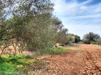 LLUCMAJOR: Traumhaftes Baugrundstück 66.000 m2 mit Baugenehmigung, inkl. Olivenhain und Weinstöcken