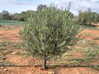 LLUCMAJOR: Traumhaftes Baugrundstück 66.000 m2 mit Baugenehmigung, inkl. Olivenhain und Weinstöcken