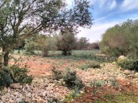 LLUCMAJOR: Traumhaftes Baugrundstück 66.000 m2 mit Baugenehmigung, inkl. Olivenhain und Weinstöcken
