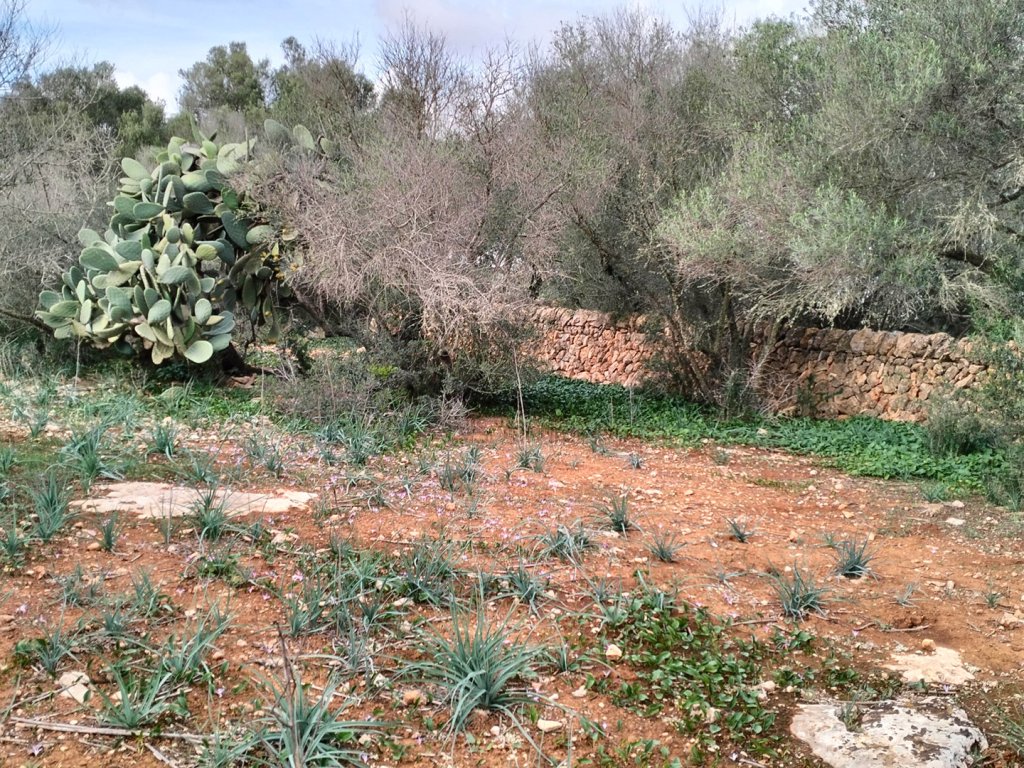 LLUCMAJOR: Traumhaftes Baugrundstück 66.000 m2 mit Baugenehmigung, inkl. Olivenhain und Weinstöcken