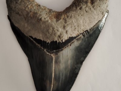 Dientes de Megalodon originales 100%.