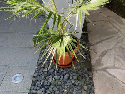 Palm tree with pot and saucer