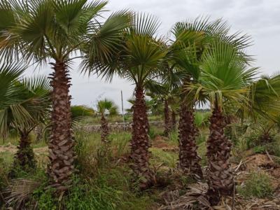 Palm trees for sale