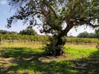 PORRERES: Encantadora propiedad rural con licencia de alquiler vacacional (ETV), pozo y viñas