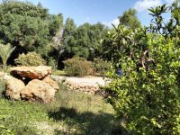 PORRERES: Encantadora propiedad rural con licencia de alquiler vacacional (ETV), pozo y viñas