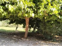 PORRERES: Encantadora propiedad rural con licencia de alquiler vacacional (ETV), pozo y viñas