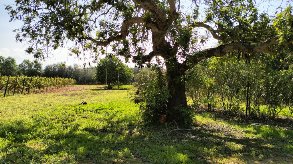 PORRERES: Encantadora propiedad rural con licencia de alquiler vacacional (ETV), pozo y viñas
