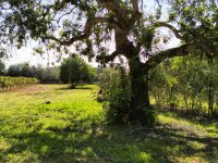 PORRERES: Encantadora propiedad rural con licencia de alquiler vacacional (ETV), pozo y viñas