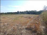 SANT JOAN / PETRA: Rural plot WITH BUILDING PERMIT for a finca for sale