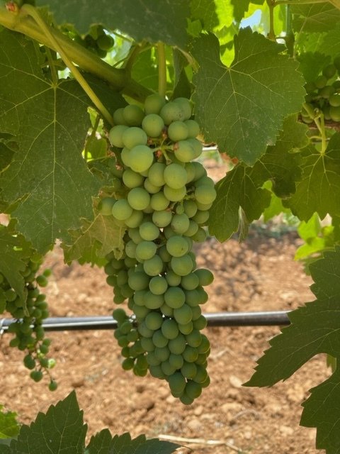 Seeking workers for our vineyard