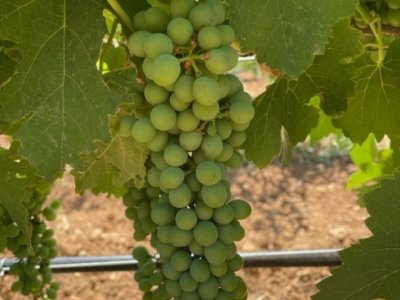 Seeking workers for our vineyard