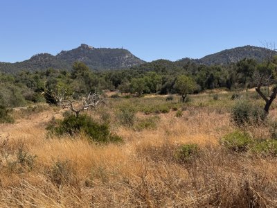 Dream plot with basic project in the middle of nature near Es Carritxo - Felanitx