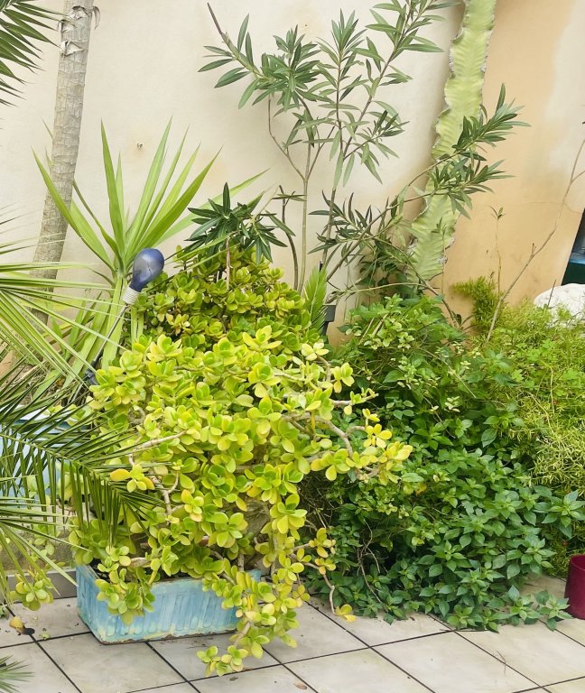 Various green plants, large yucca palm, oleander, money trees,