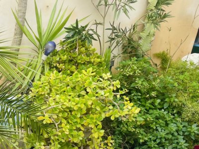 Various green plants, large yucca palm, oleander, money trees,