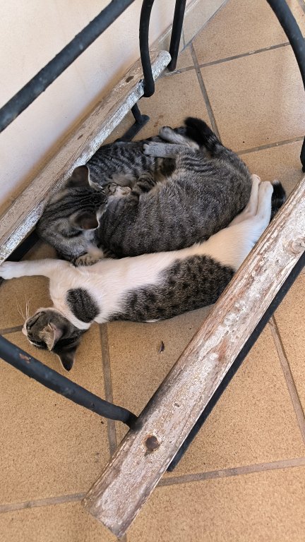 Various terracotta flower pots for sale