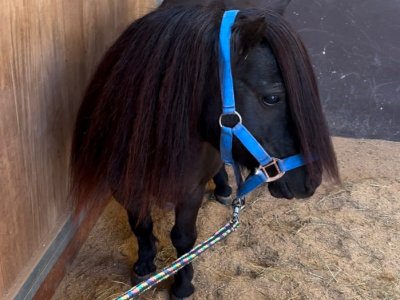 Beautiful pony stallion is looking for a new home
