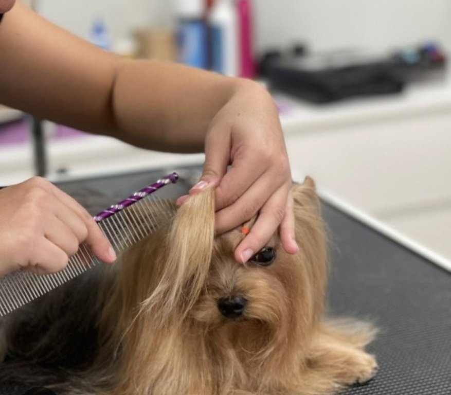 Qualified dog and cat groomer at home.