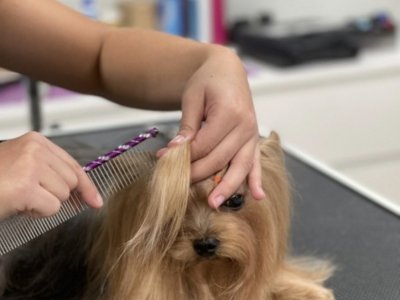 Qualified dog and cat groomer at home.